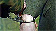 Чеченских студентов после пыток накачали наркотиками и обвинили в терроризме